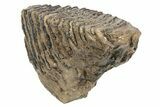 Partial Woolly Mammoth Fossil Molar - Poland #235268-3